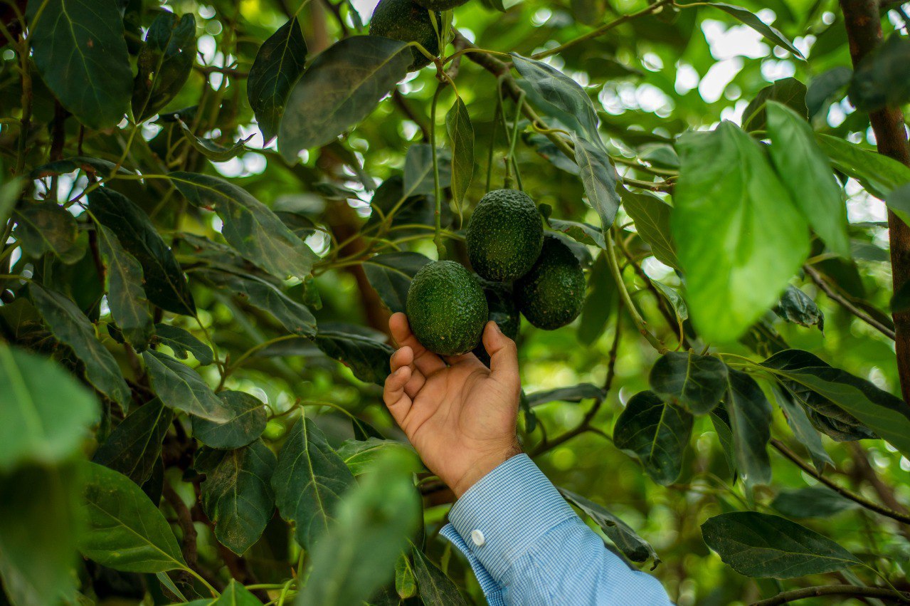 Exportar N Mil Toneladas De Aguacate Jalisciense Para Super Bowl