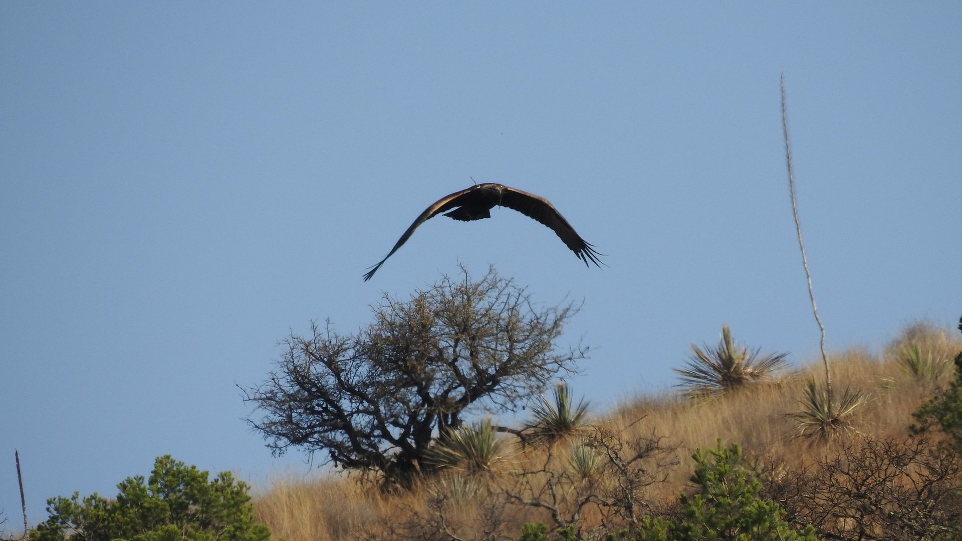 IMPULSAN CONSERVACIÓN DEL ÁGUILA REAL EN JALISCO Jalisco Noticias