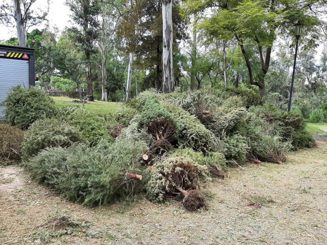 ¿vas A Tirar Tu Árbol De Navidad Conoce Los Centros De Acopio En Gdl