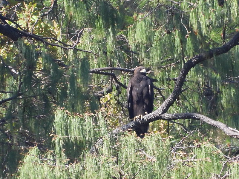 DETECTAN 18 EJEMPLARES DE ÁGUILA REAL EN JALISCO