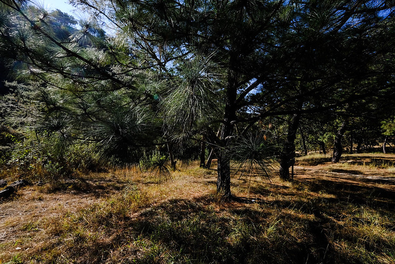 VINCULAN A CUATRO PERSONAS POR ECOCIDIO EN LA PRIMAVERA