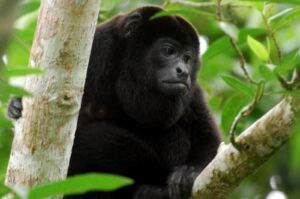 Especialistas investigan muertes de monos aulladores por altas temperaturas.
