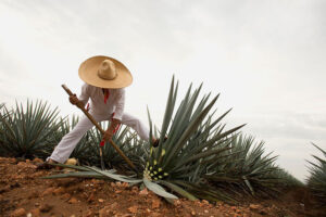 MUSEO TEQUILA LAB PRÓXIMO A ABRIR SUS PUERTAS