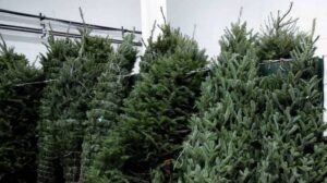 GUÍA DEFINITIVA PARA COMPRAR UN ÁRBOL NATURAL ESTA NAVIDAD